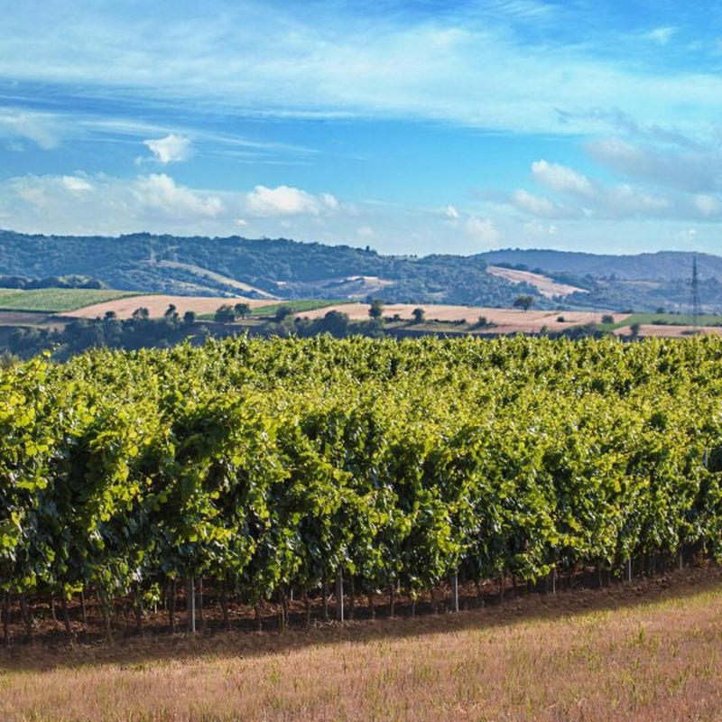 vinogradi vinarije Vinum